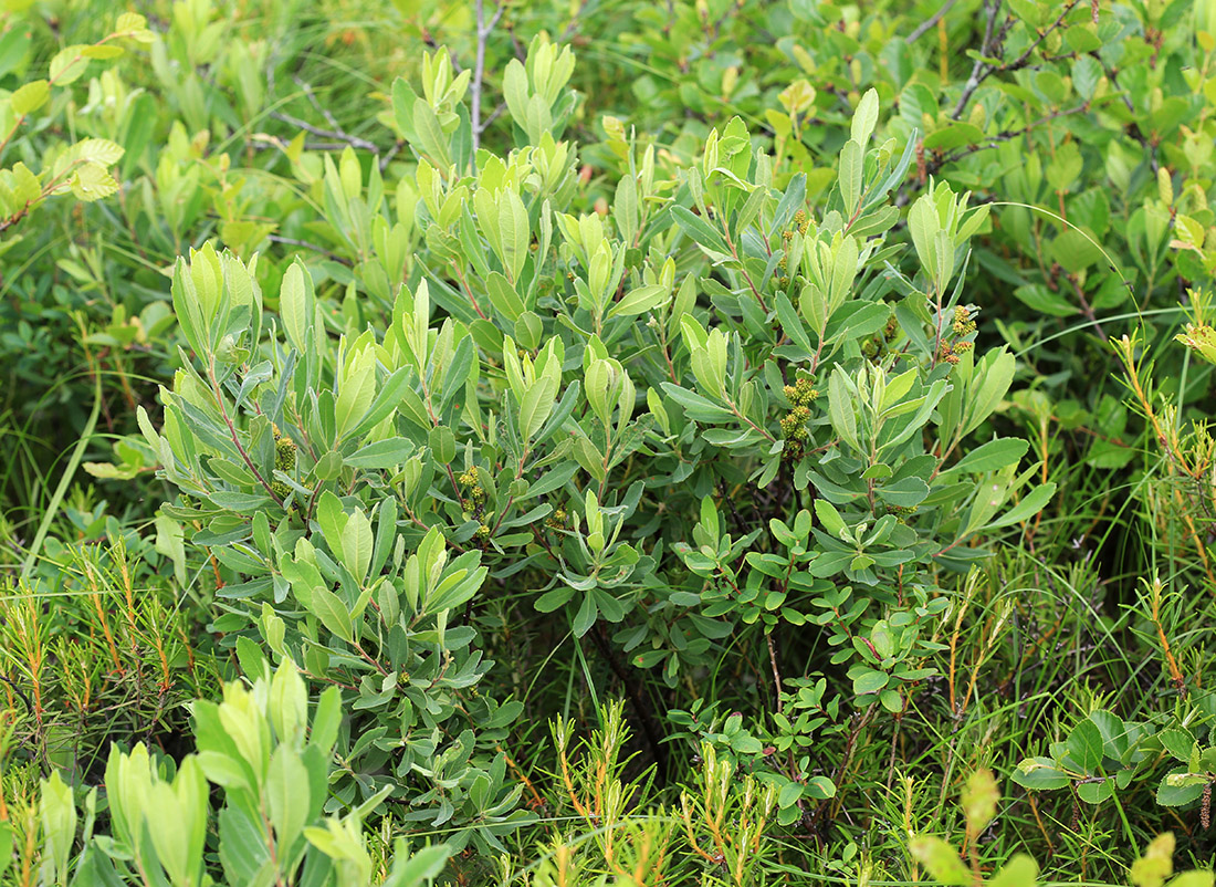 Image of Myrica tomentosa specimen.