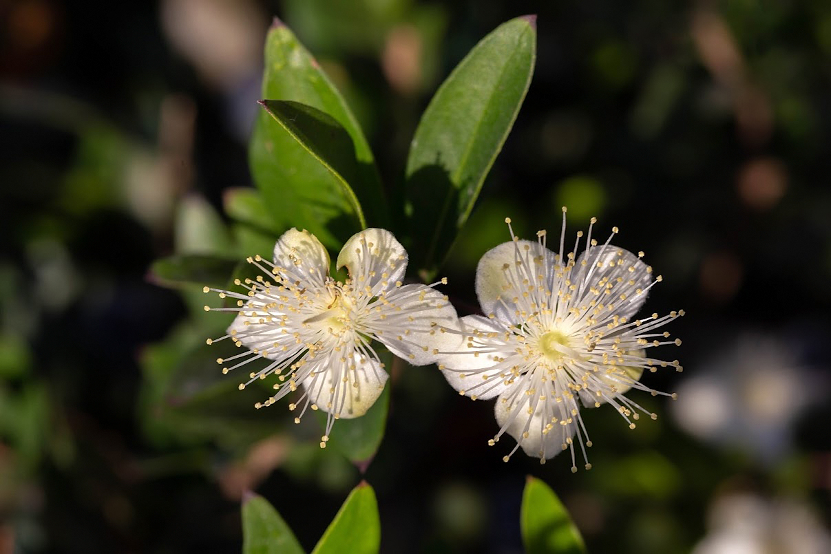 Image of Myrtus communis specimen.