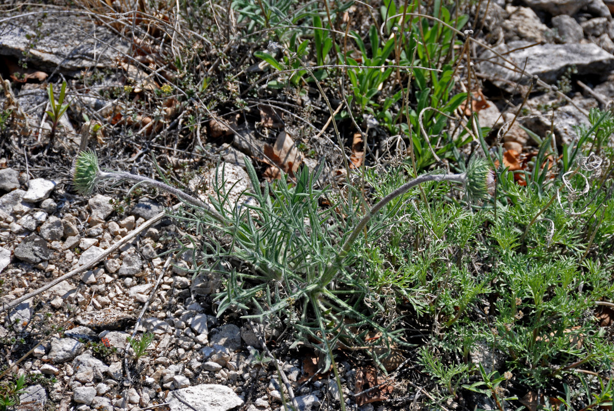 Image of Jurinea ledebourii specimen.