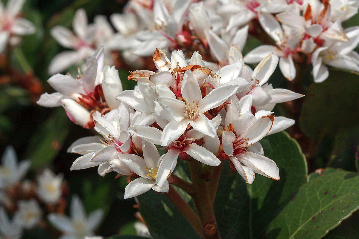 Image of Rhaphiolepis umbellata specimen.