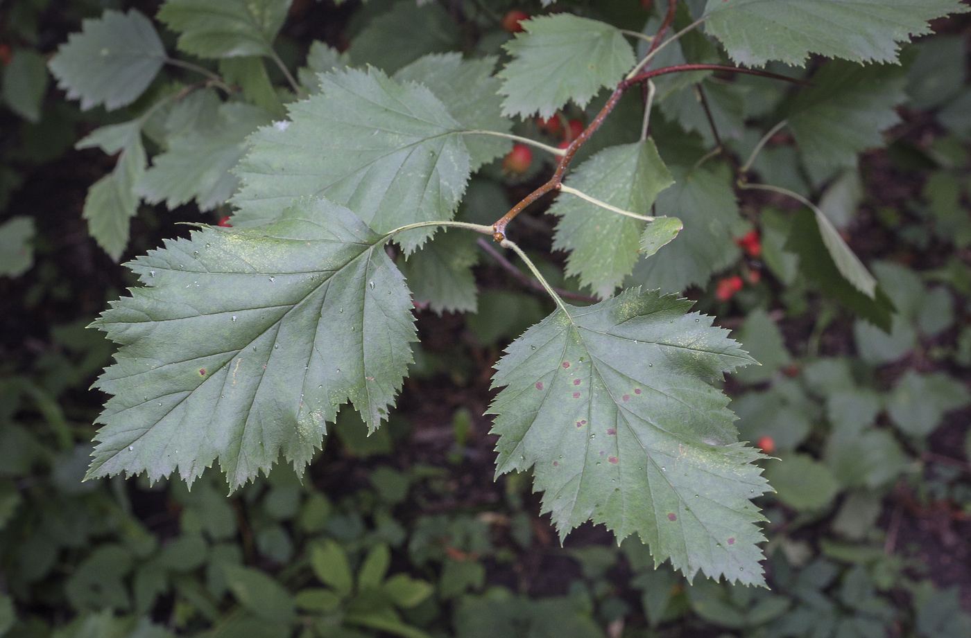 Image of Crataegus submollis specimen.