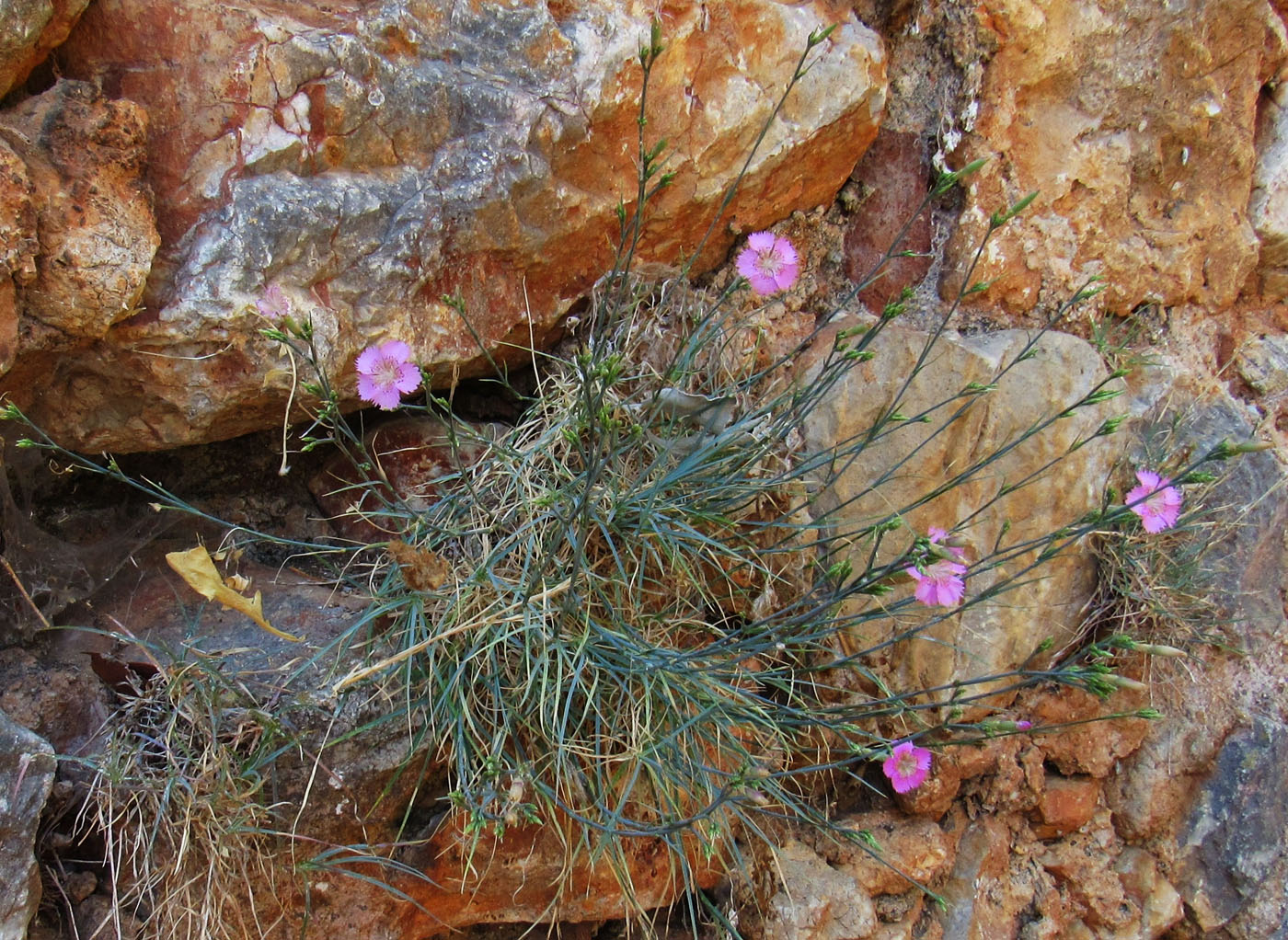 Изображение особи род Dianthus.