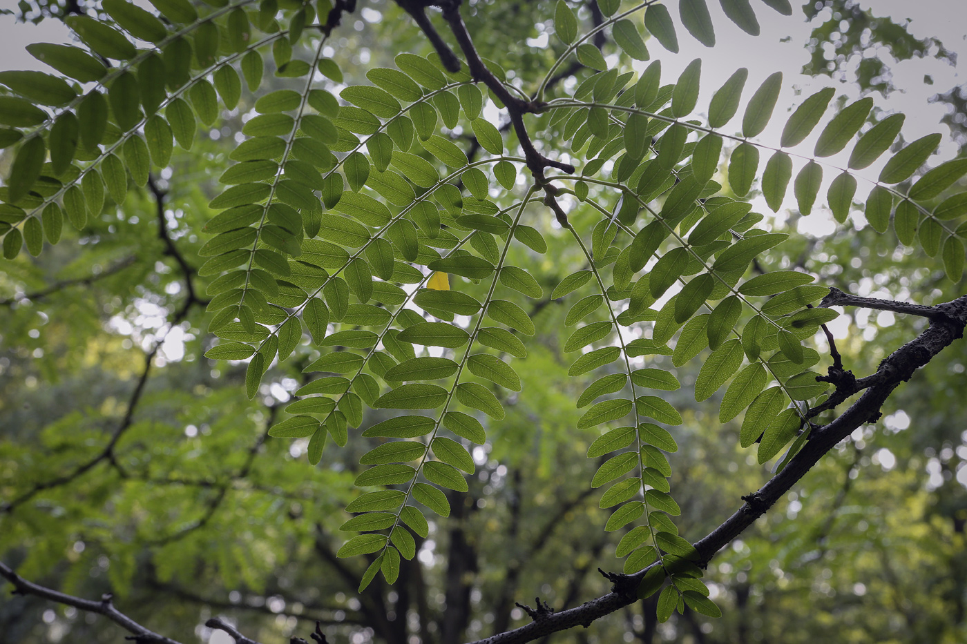 Image of Gleditsia triacanthos var. laevis specimen.