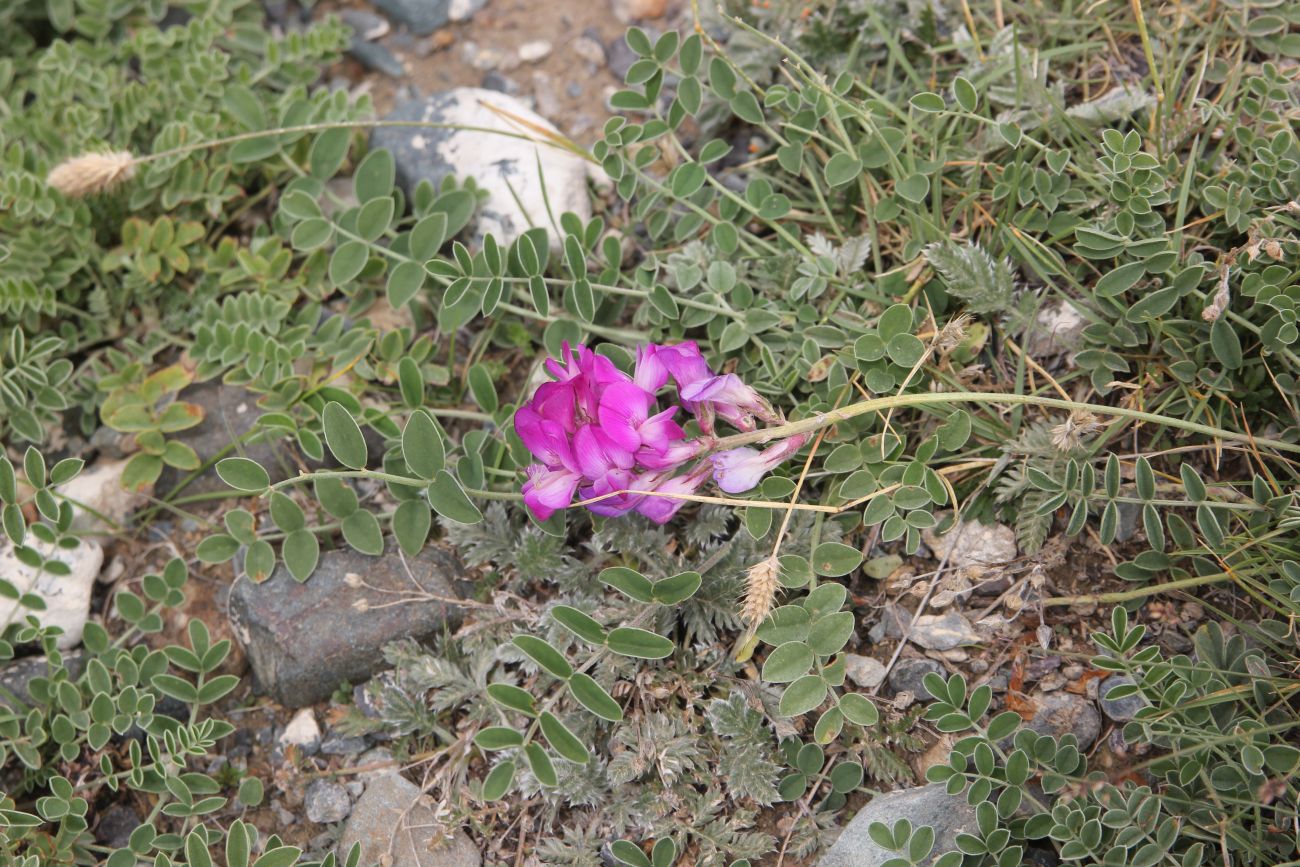 Image of genus Hedysarum specimen.