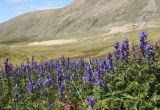 Aconitum glandulosum. Цветущие растения. Республика Алтай, Кош-Агачский р-н, окр. Джумалинских источников, ≈ 2400 м н.у.м. 5 августа 2020 г.