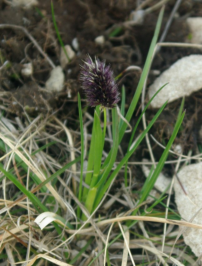 Изображение особи Alopecurus dasyanthus.