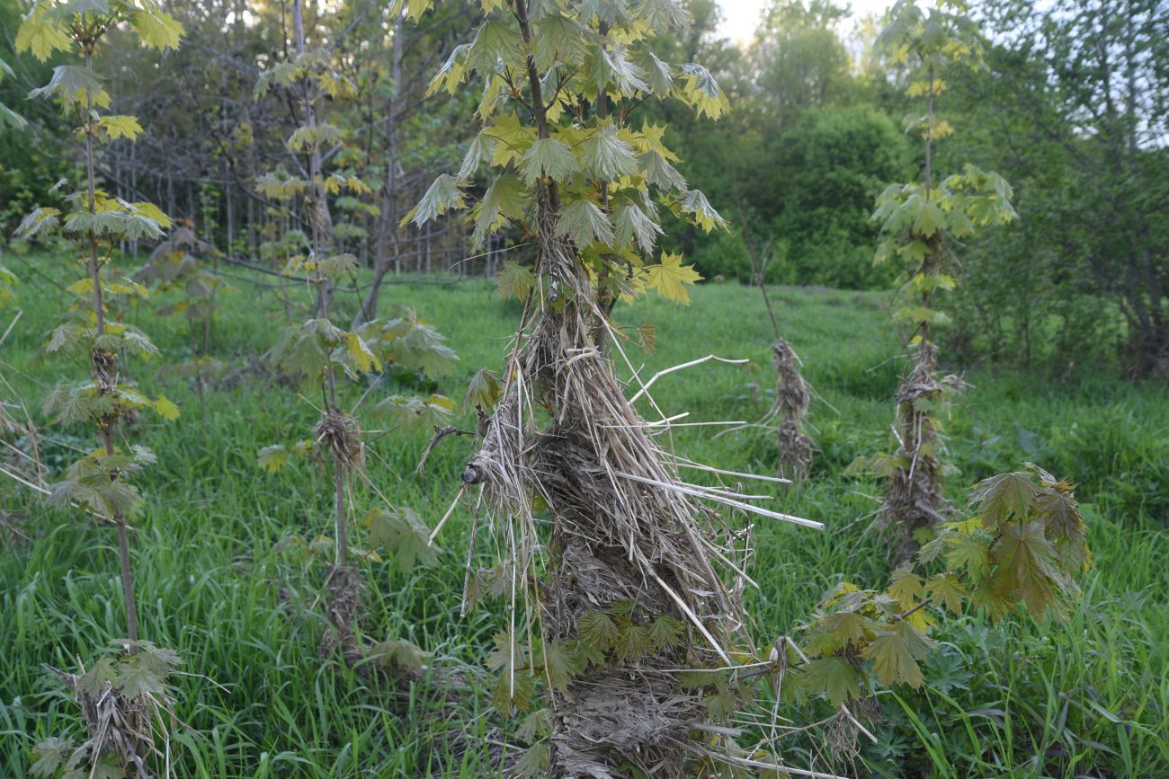 Image of Acer platanoides specimen.