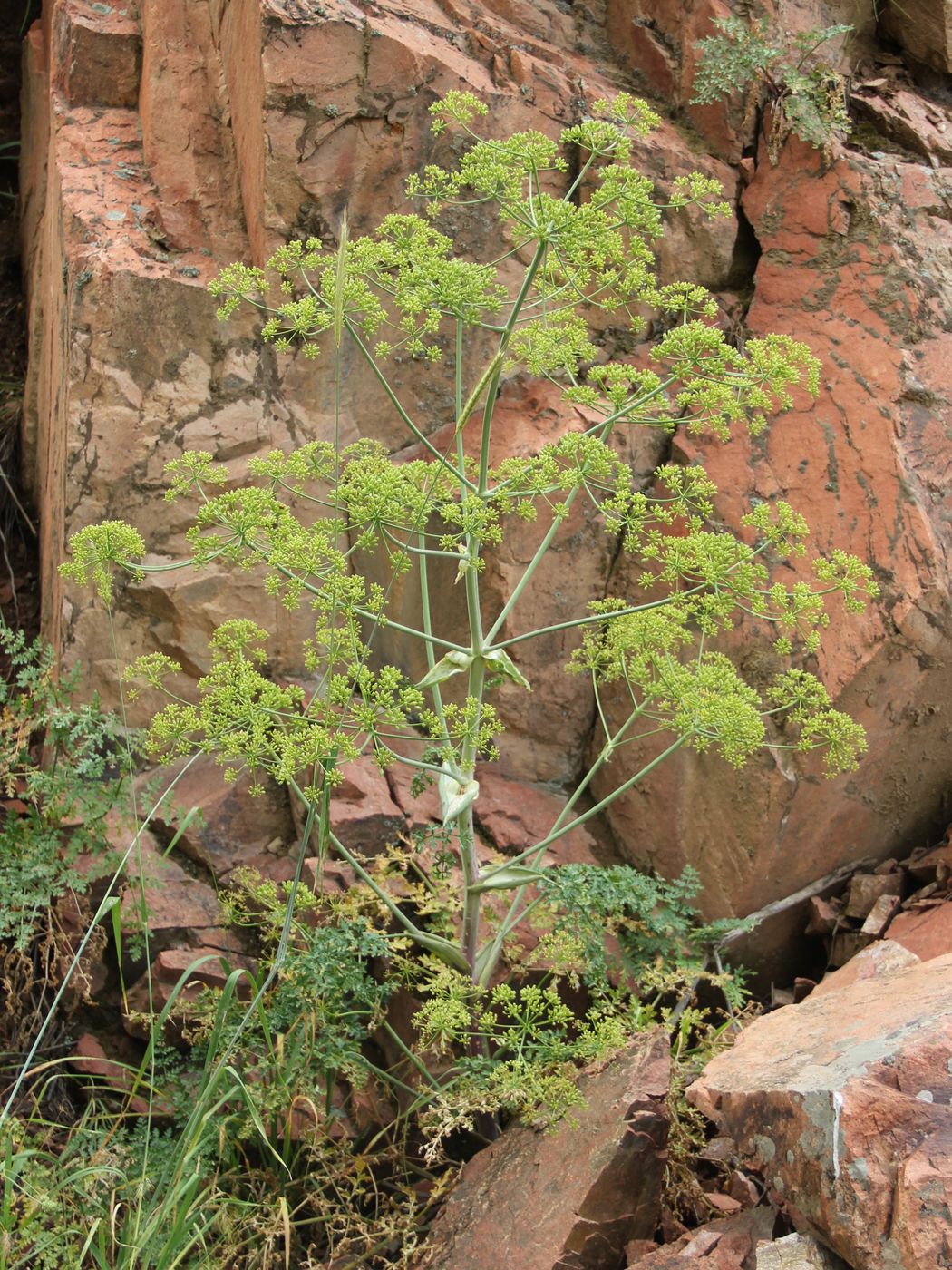 Image of Ferula samarkandica specimen.