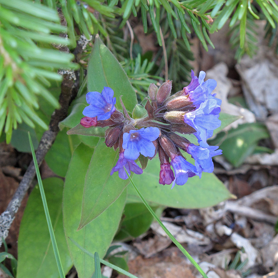 Изображение особи Pulmonaria mollis.