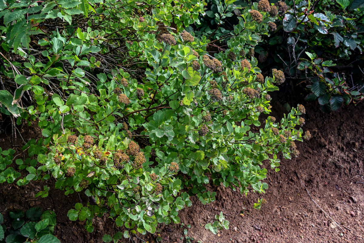 Image of Spiraea beauverdiana specimen.