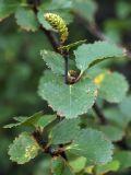 Betula × alpestris. Верхушка побега с соплодием. Мурманск, г. Горелая, верхняя граница лесотундры. 08.08.2010.