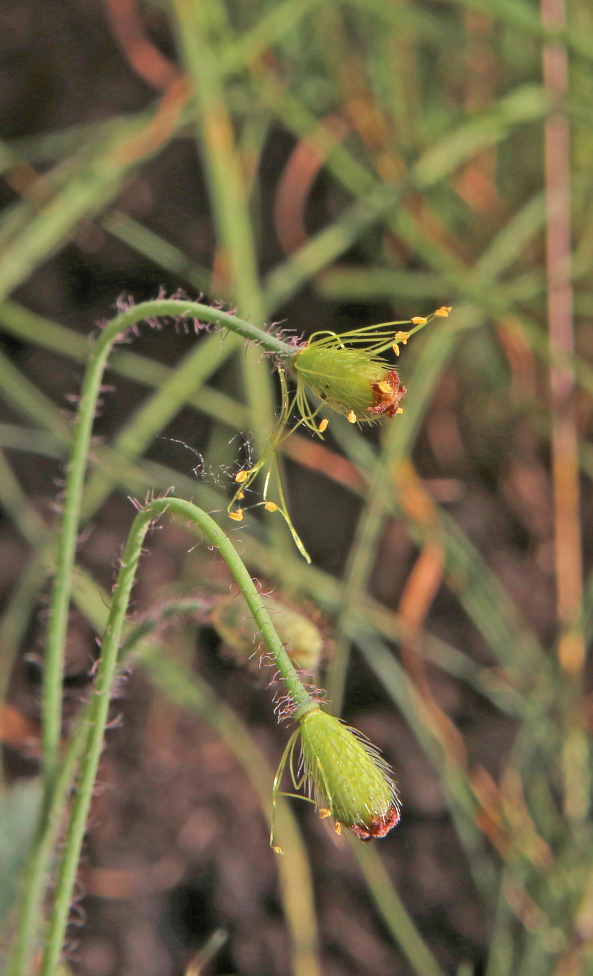 Image of Papaver alboroseum specimen.