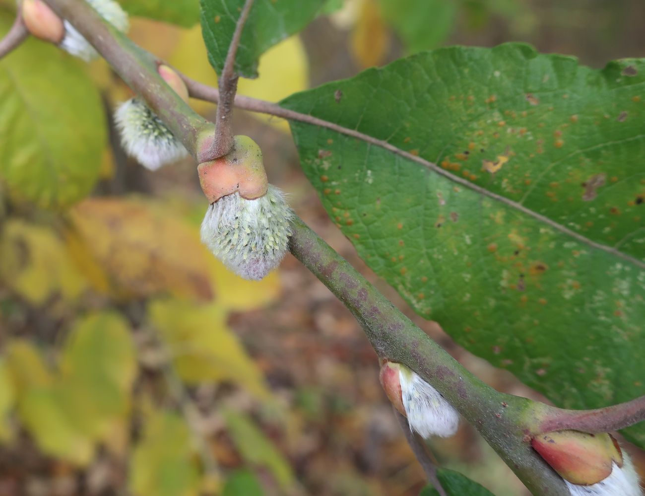 Изображение особи Salix caprea.