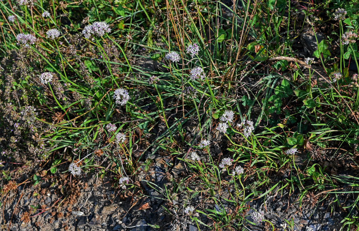 Image of Allium denudatum specimen.