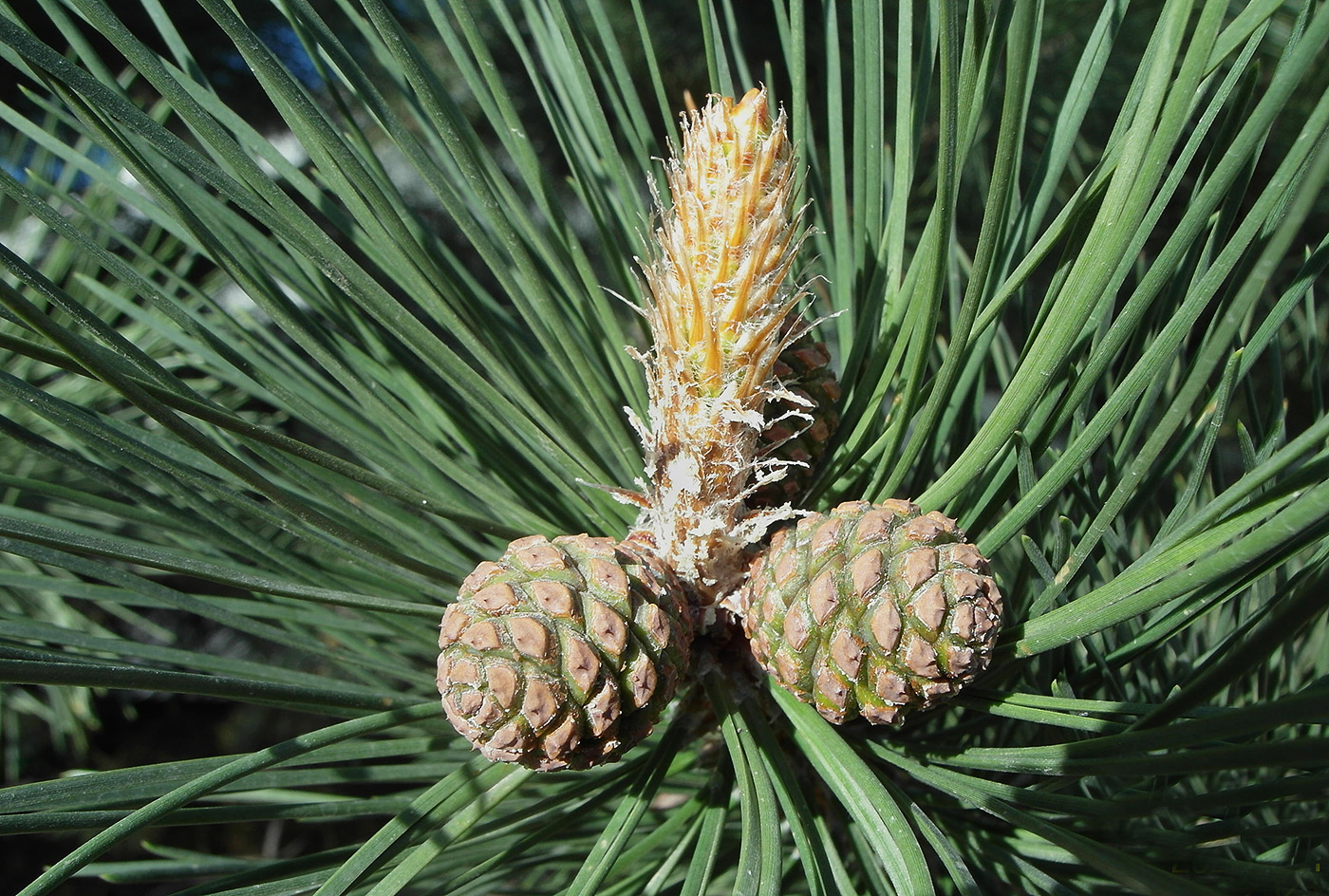 Изображение особи Pinus pallasiana.