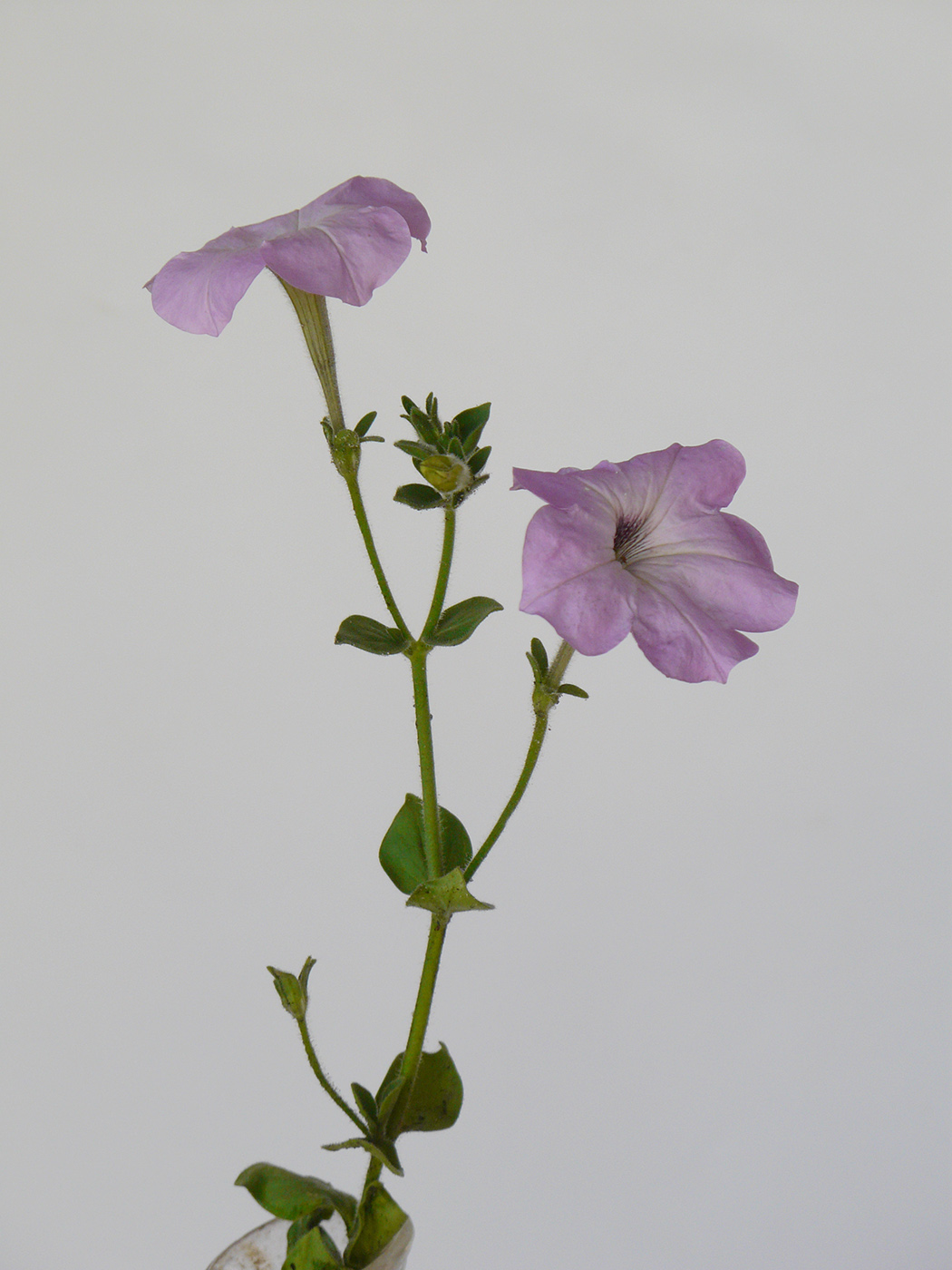 Image of Petunia &times; hybrida specimen.