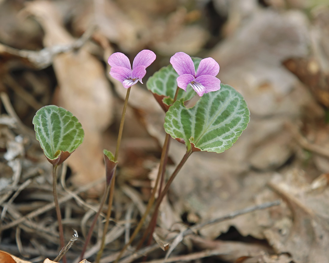 Image of Viola variegata specimen.