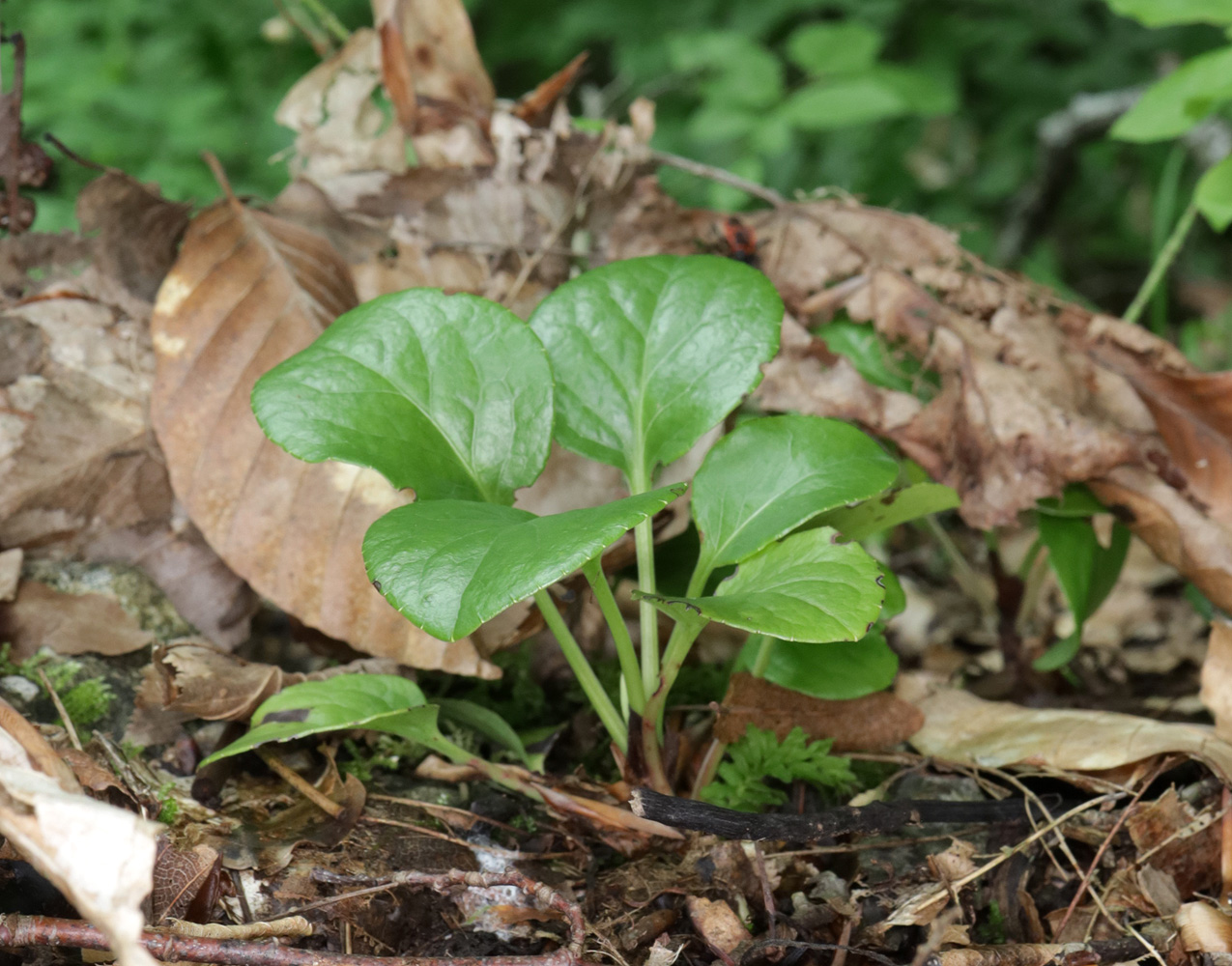 Image of Pyrola rotundifolia specimen.