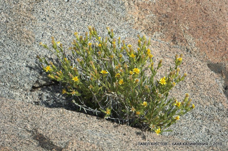 Изображение особи Trixis californica.