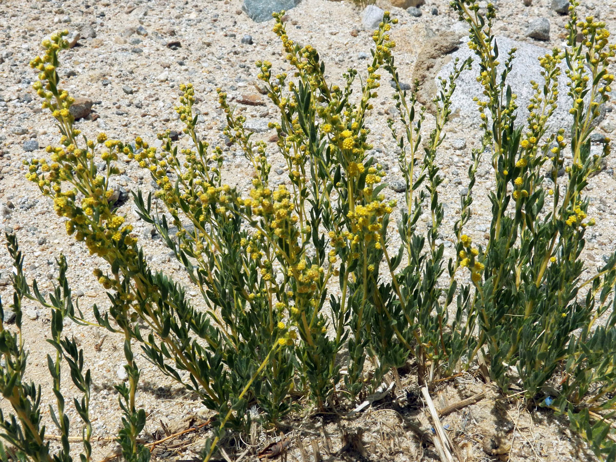 Изображение особи Artemisia pamirica.