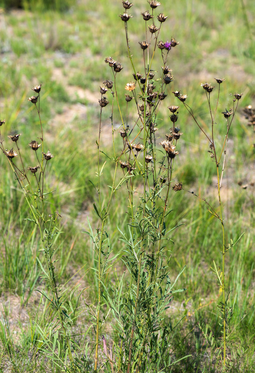 Image of Centaurea adpressa specimen.