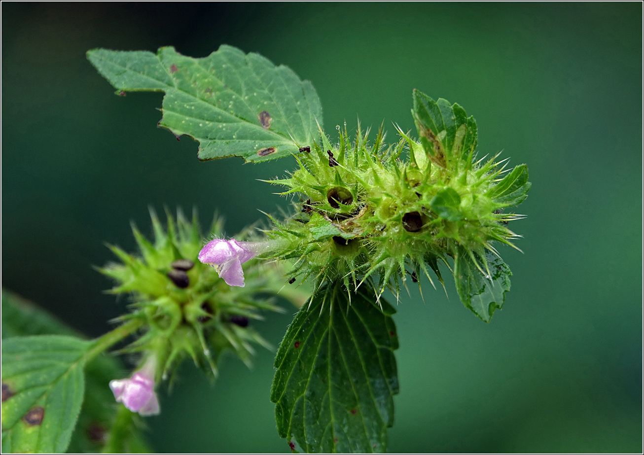 Изображение особи Galeopsis bifida.