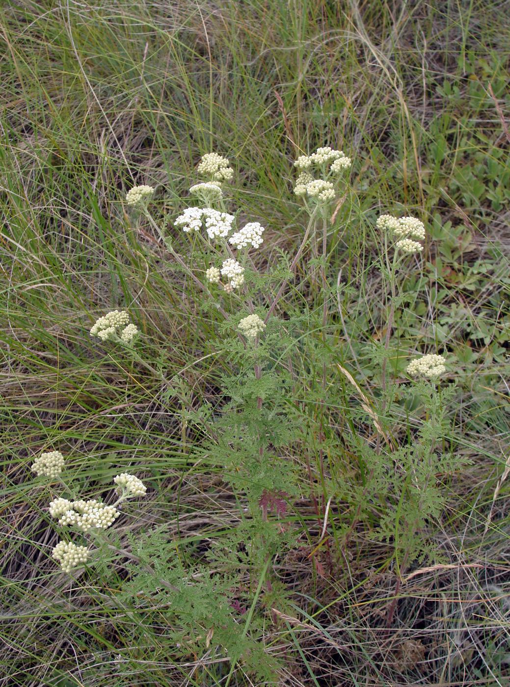 Изображение особи род Achillea.