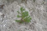 Pinus sylvestris ssp. hamata