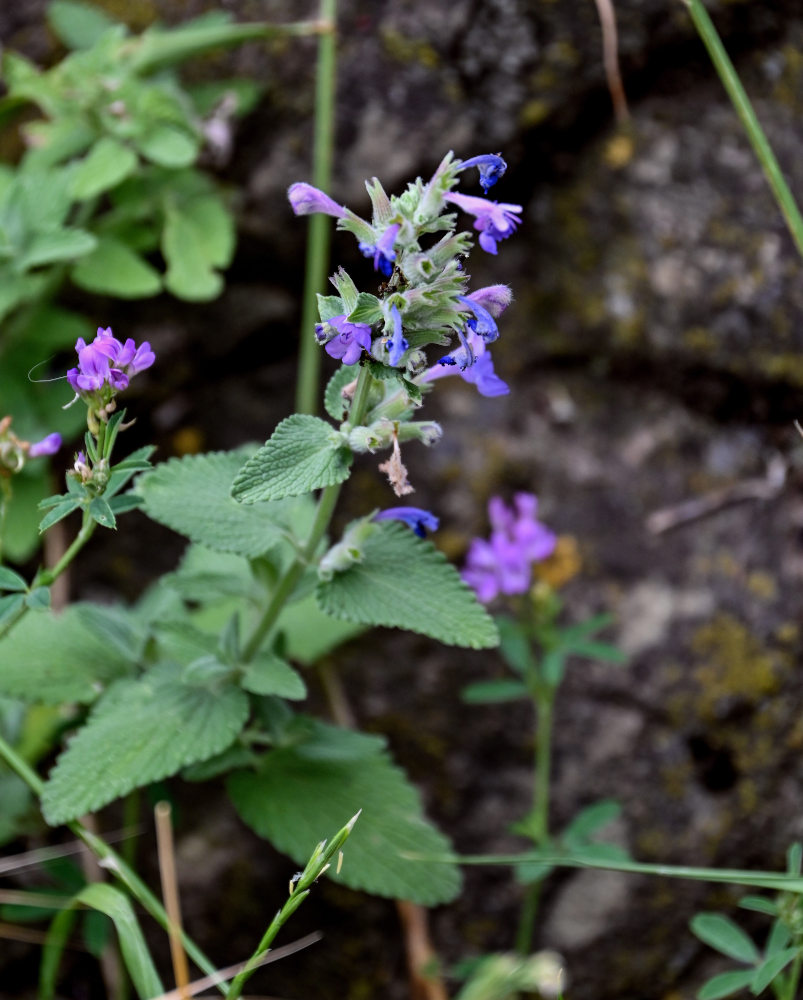 Image of Nepeta mussinii specimen.