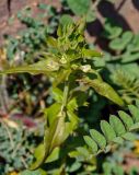 Melampyrum chlorostachyum. Верхушка соцветия. Армения, обл. Сюник, ущелье реки Воротан, каменистый склон. 04.05.2013.