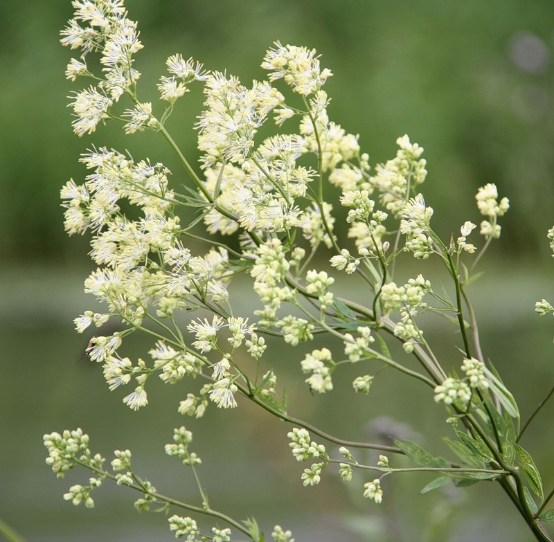 Изображение особи Thalictrum flavum.