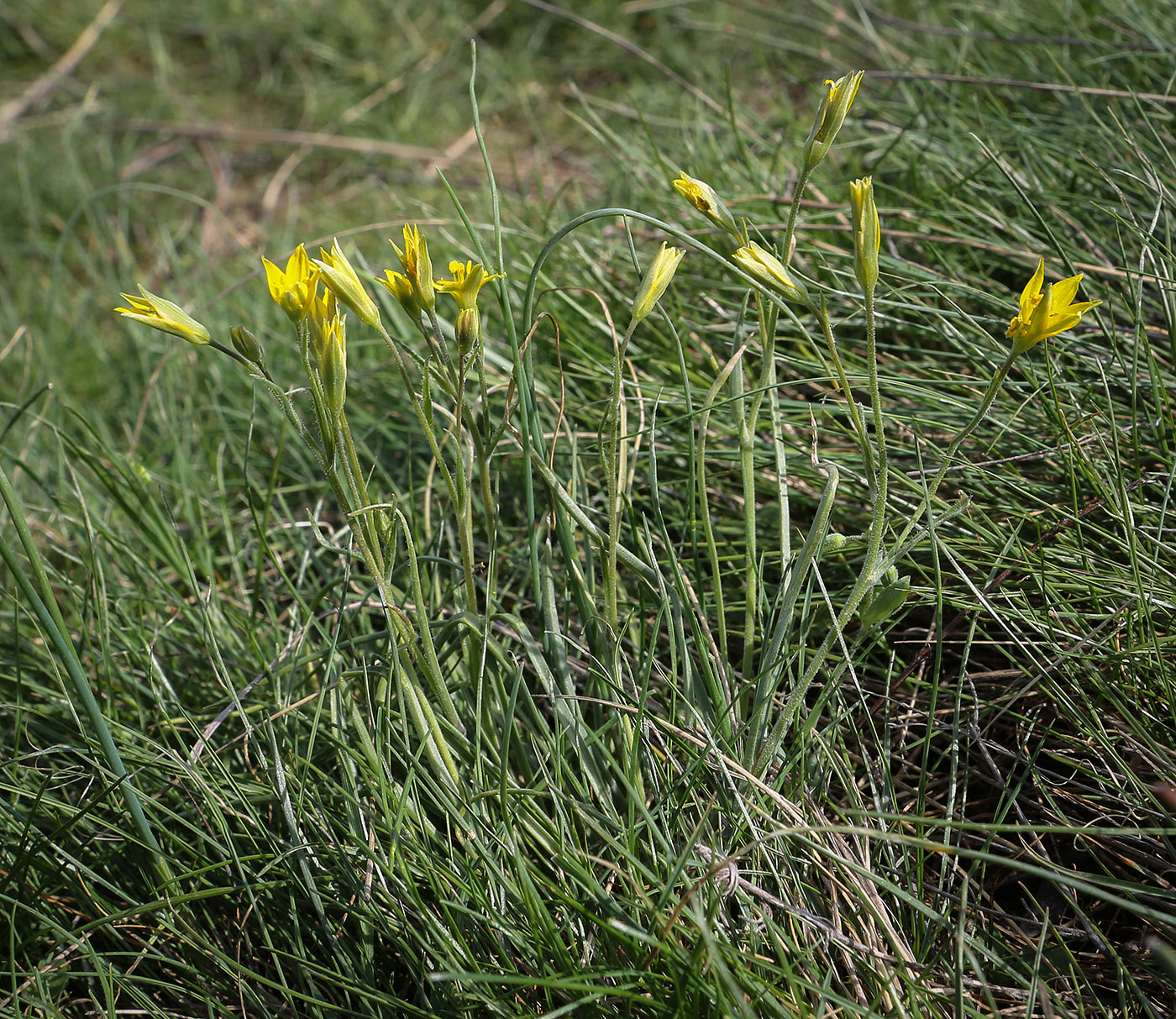 Image of genus Gagea specimen.