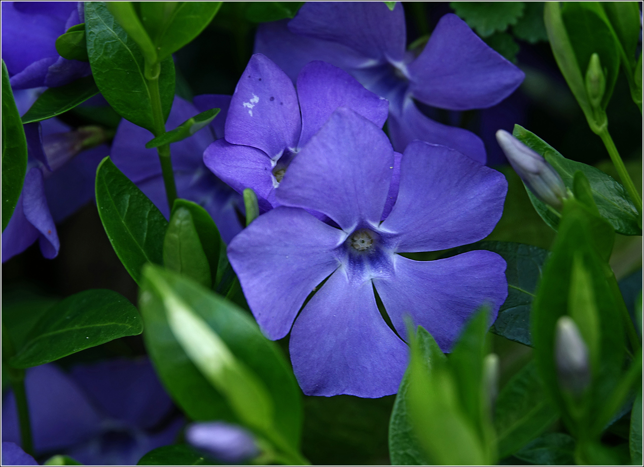 Image of Vinca minor specimen.