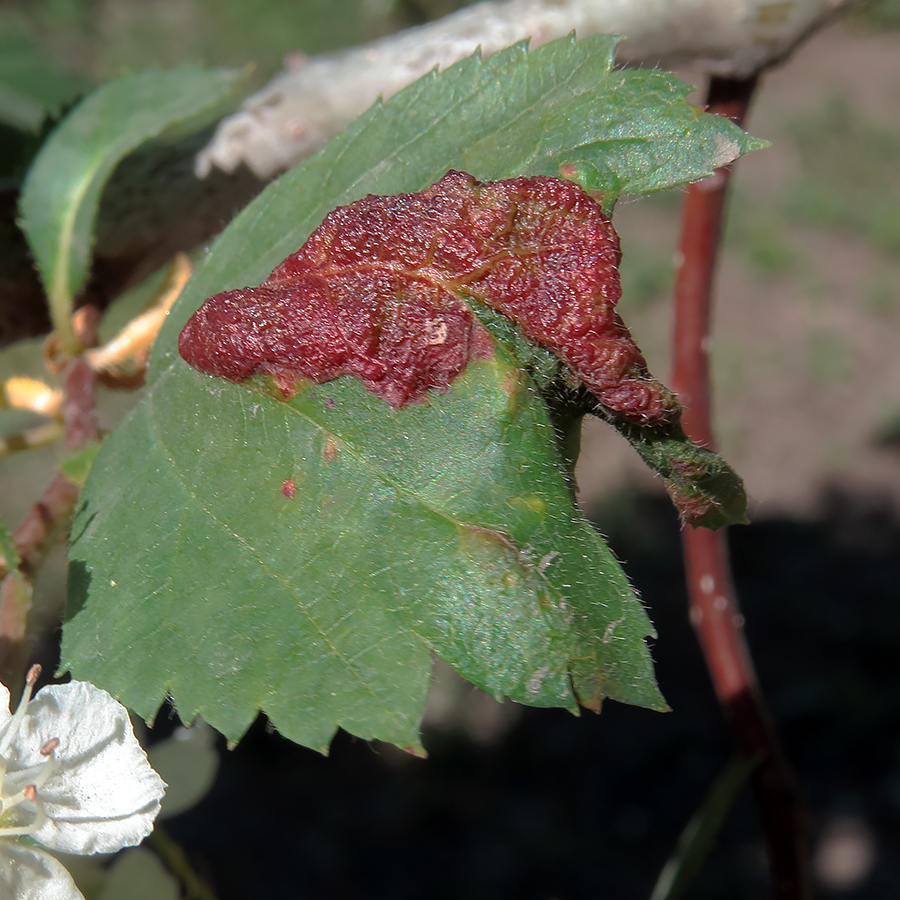 Image of Crataegus maximowiczii specimen.