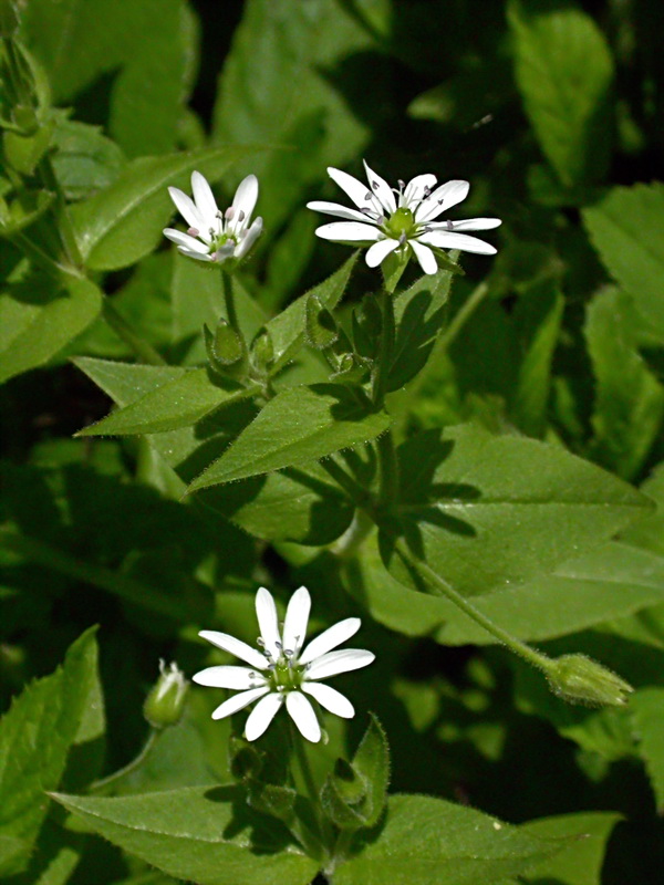 Изображение особи Myosoton aquaticum.