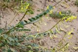 Astragalus flexus