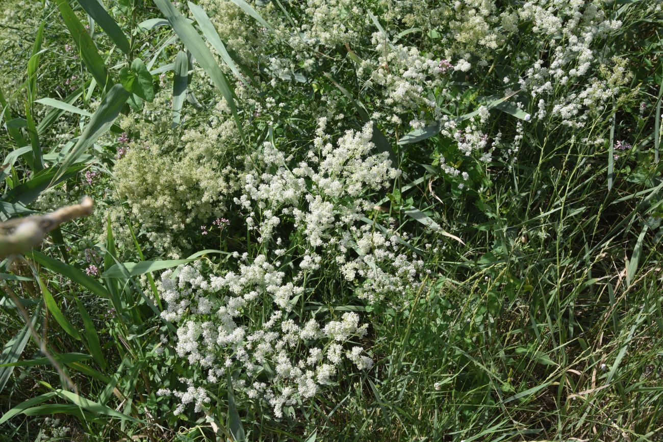 Изображение особи Lepidium latifolium.