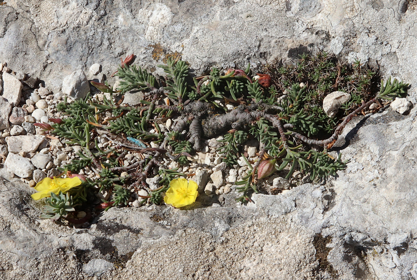 Изображение особи Fumana procumbens.