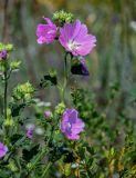 Malva thuringiaca