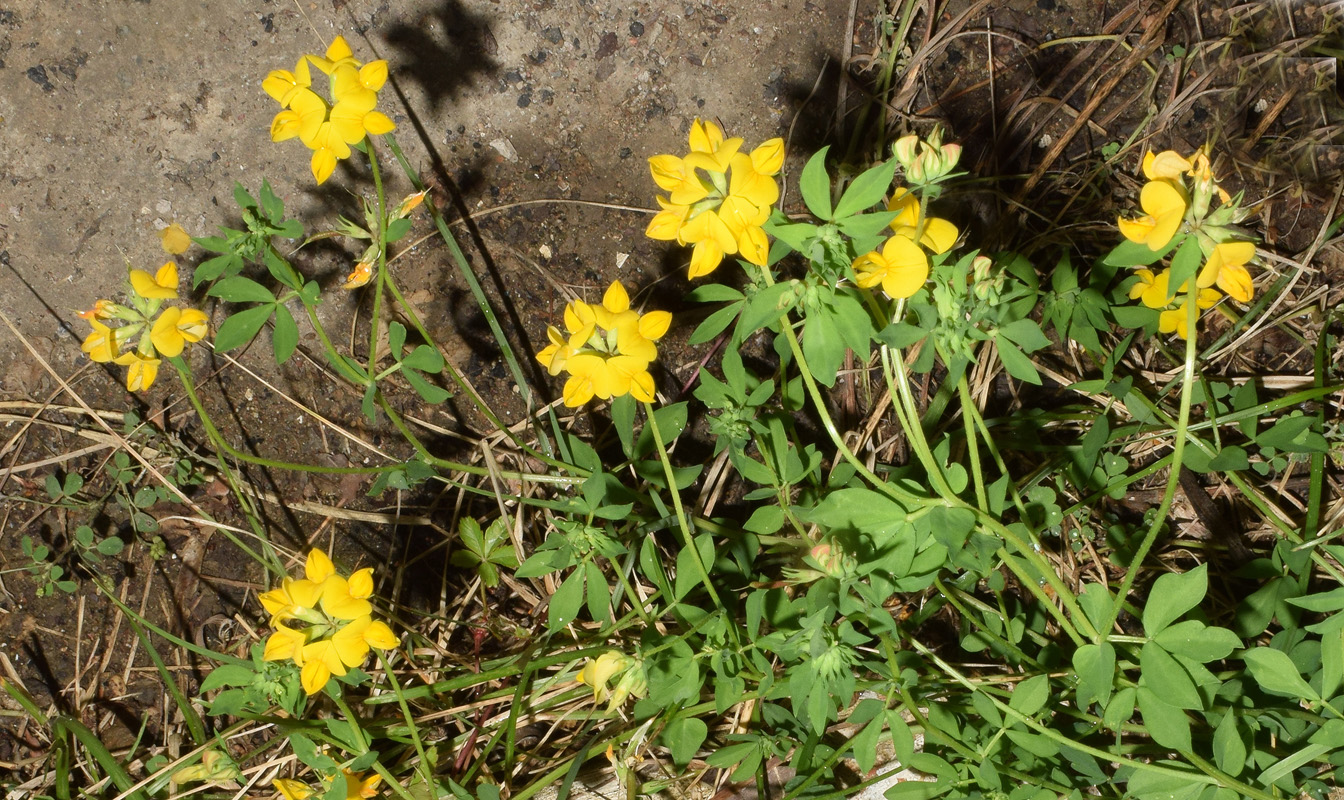 Image of genus Lotus specimen.