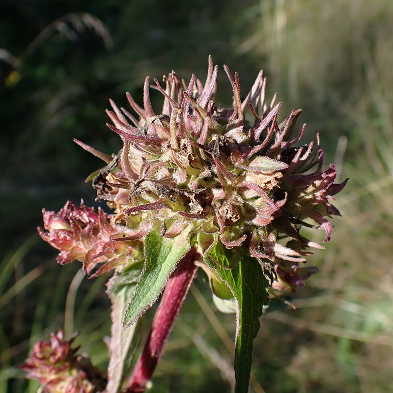 Image of Campanula cephalotes specimen.