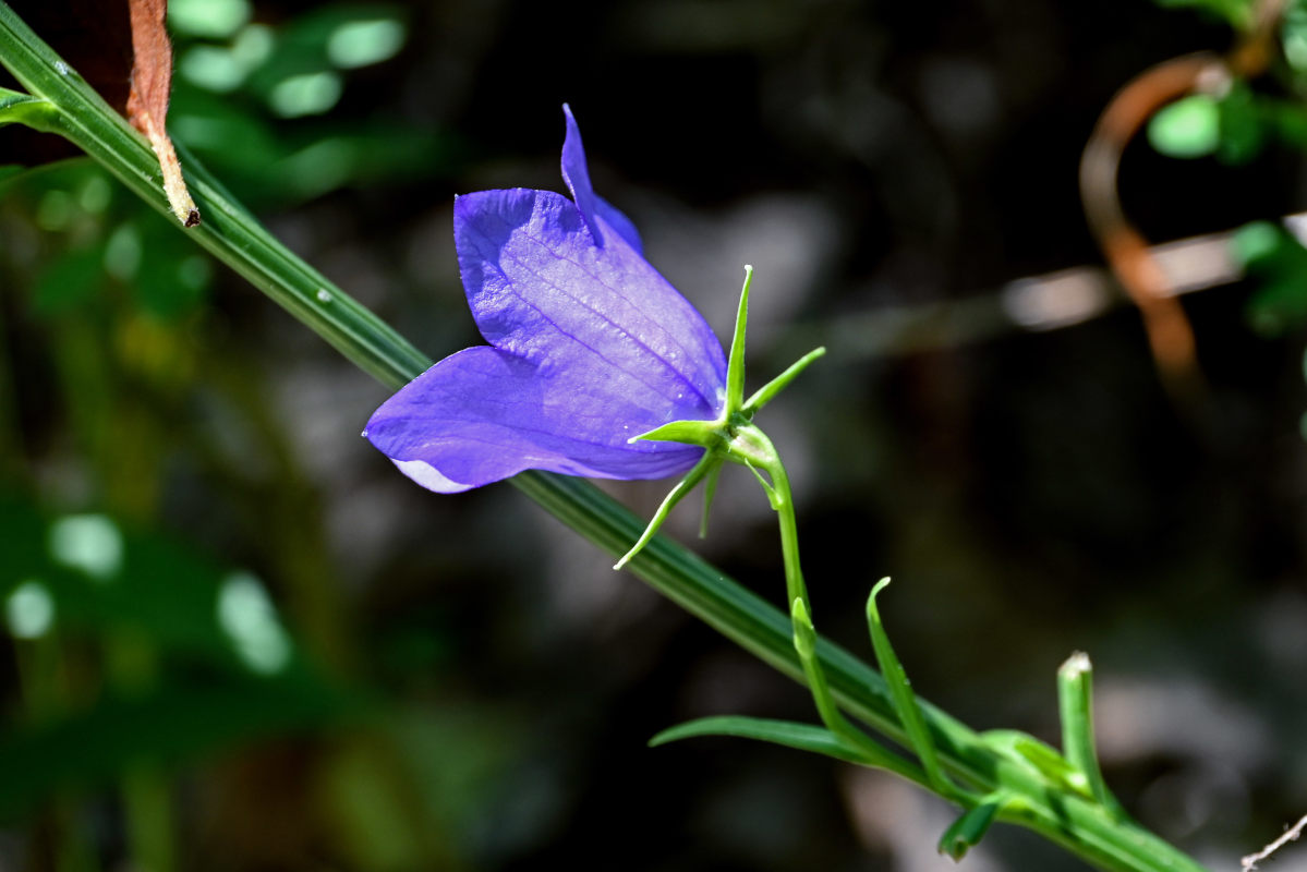 Image of Campanula persicifolia specimen.