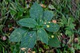 Impatiens parviflora