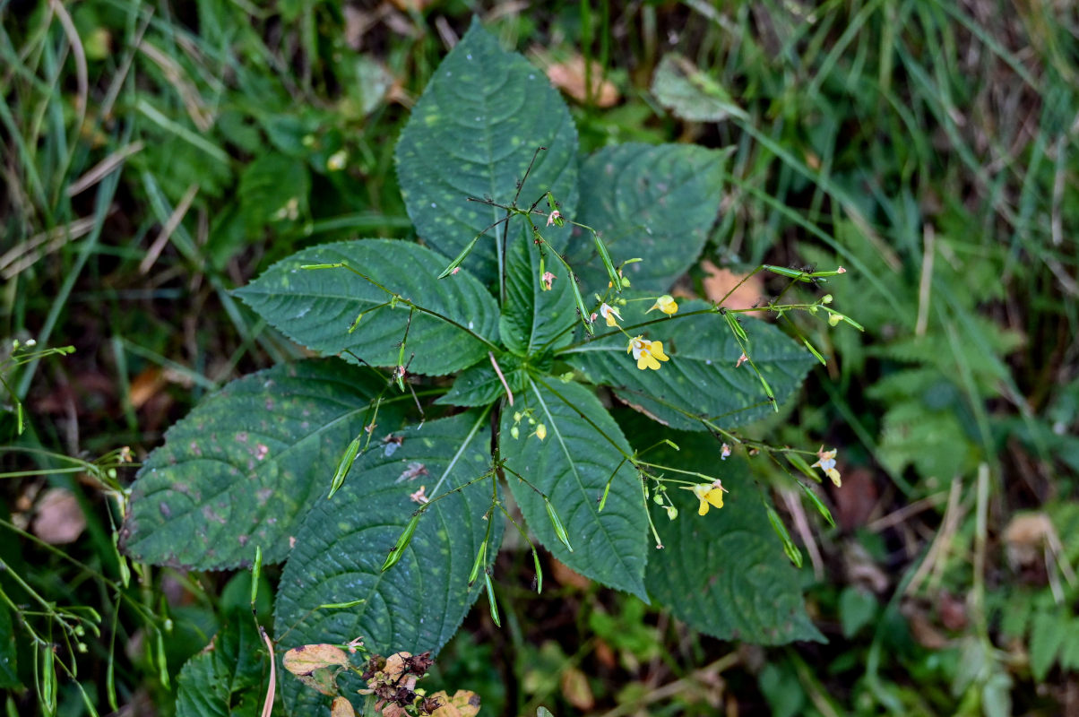 Image of Impatiens parviflora specimen.