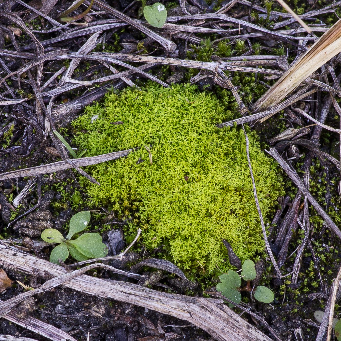 Image of Bryoerythrophyllum recurvirostrum specimen.