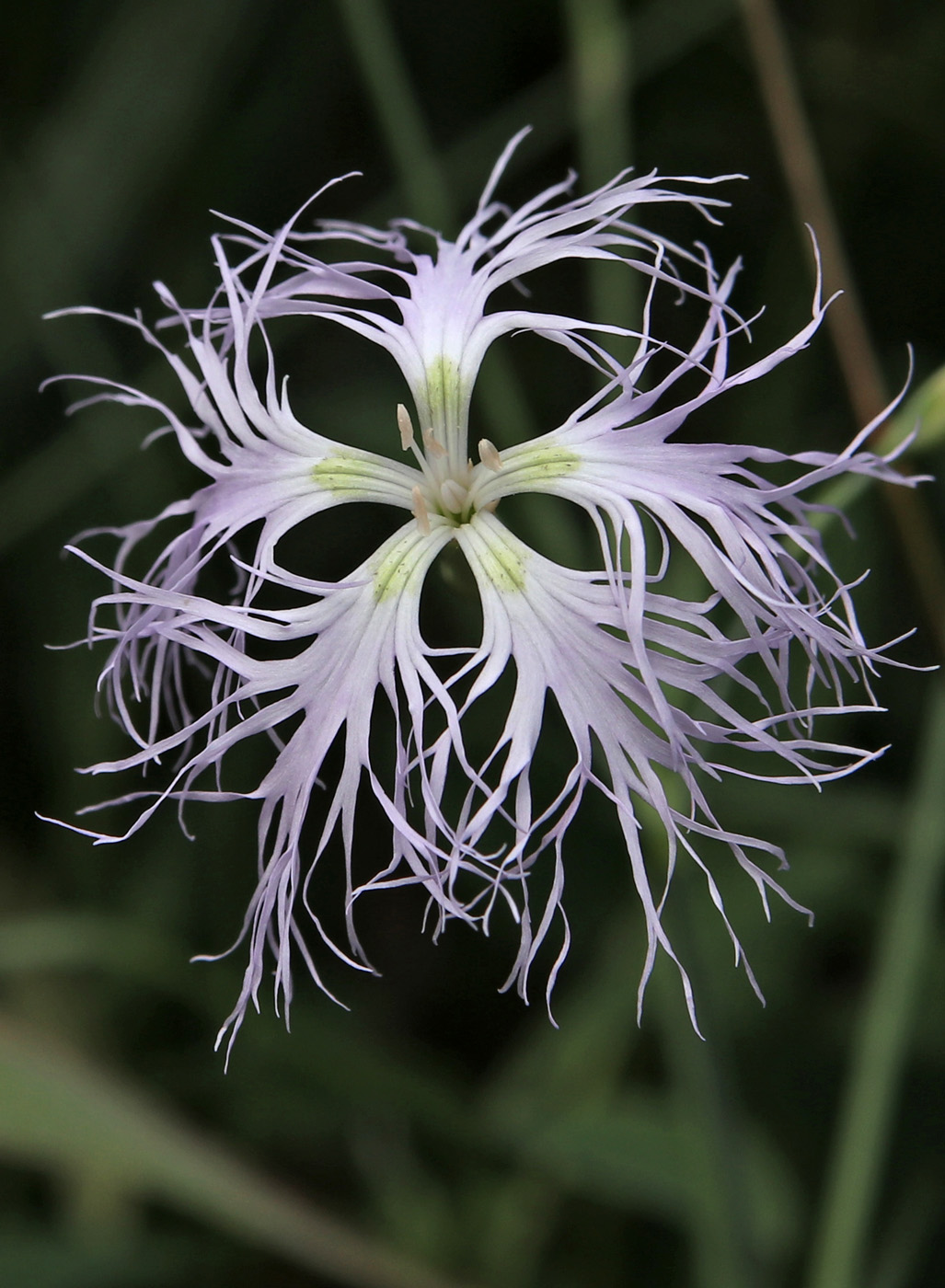 Image of Dianthus superbus specimen.