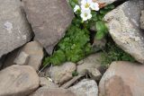 Saxifraga sibirica. Цветущее растение. Чечня, Шаройский р-н, Снеговой хр., 2,1 км до вершины горы Заинкорт (5,9 км от Цумандинского перевала), выс. 3070 м н.у.м., альпийский луг. 25 июня 2024 г.