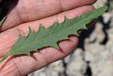 Atriplex littoralis