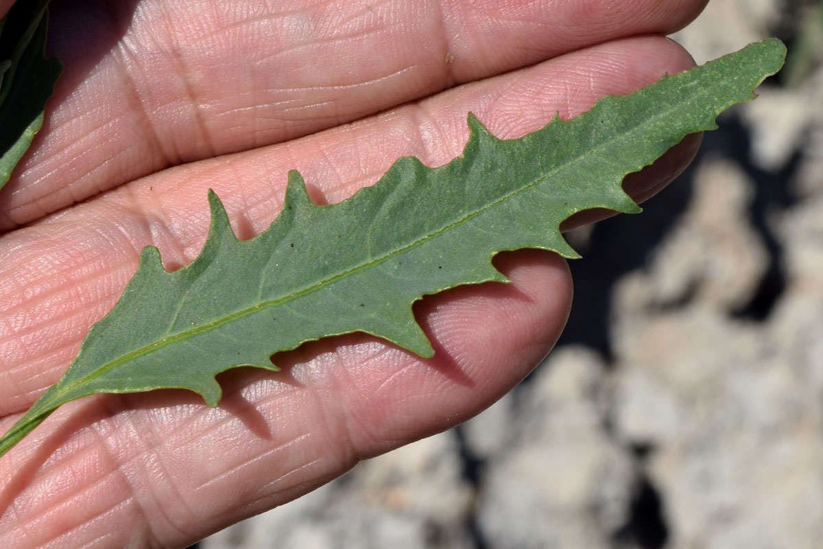 Изображение особи Atriplex littoralis.