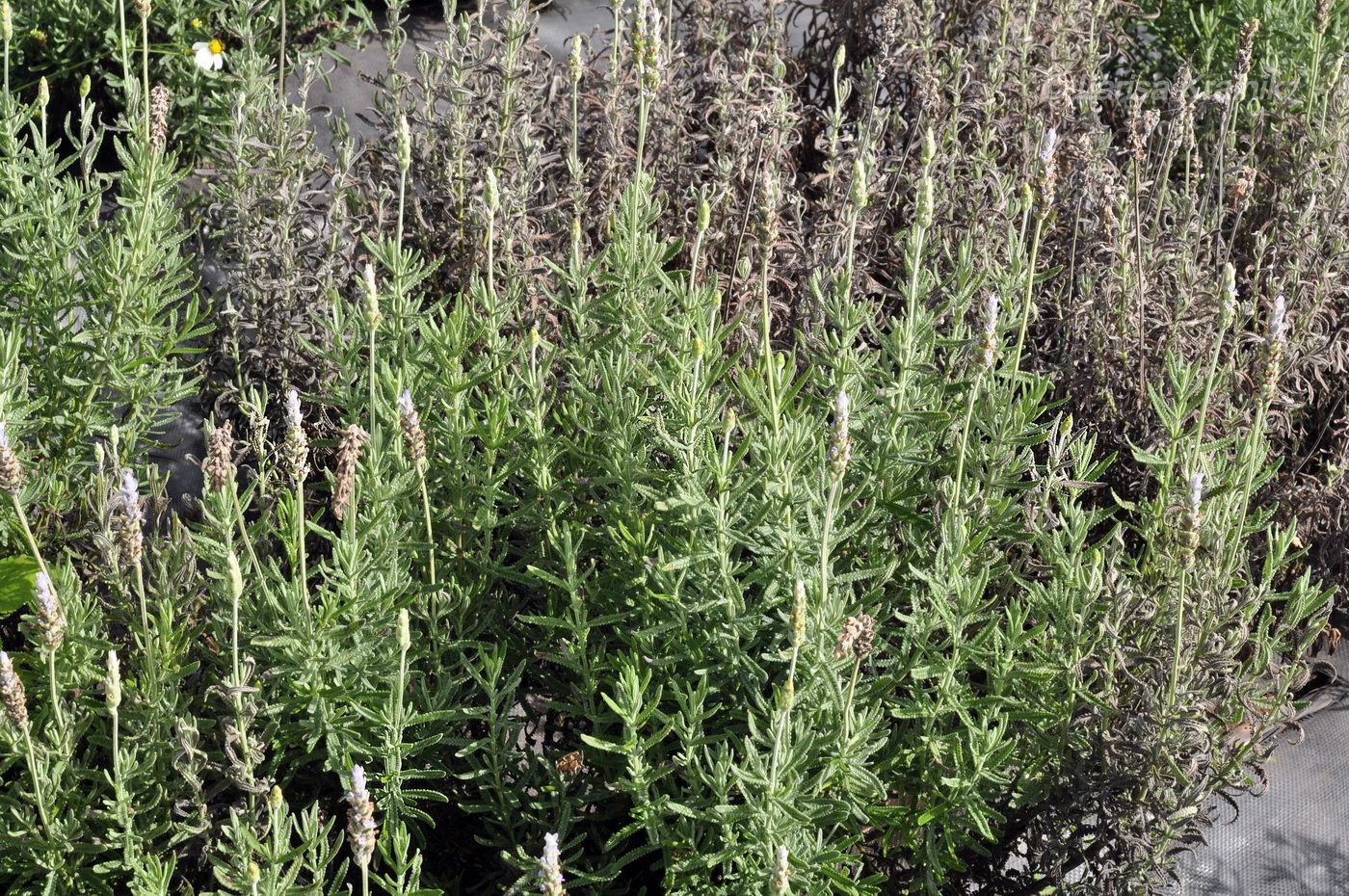 Image of Lavandula dentata specimen.